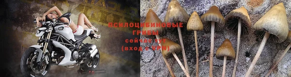 сатива Осинники